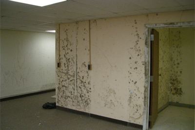 Mold on gypsum wallboard